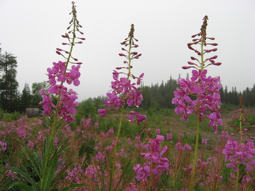 fireweed