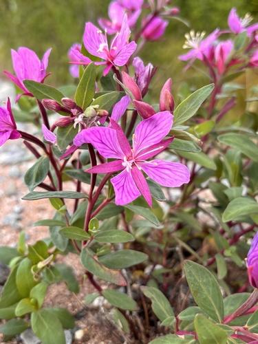 Dwarf Fireweed
