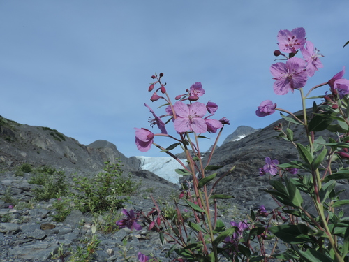 Dwarf Fireweed