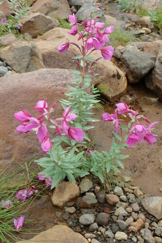 Dwarf Fireweed