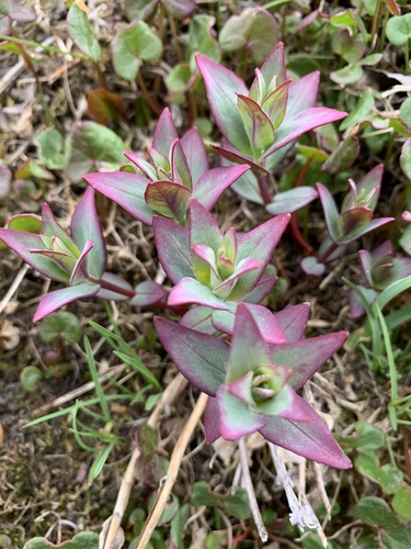 Dwarf Fireweed