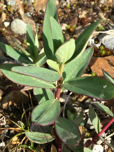 Dwarf Fireweed