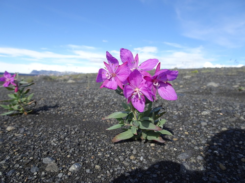 Dwarf Fireweed