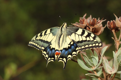 Old World Swallowtail
