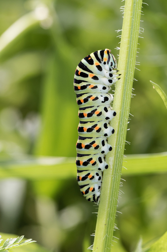 Old World Swallowtail