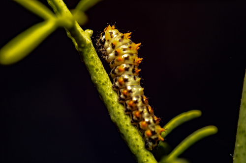 Old World Swallowtail