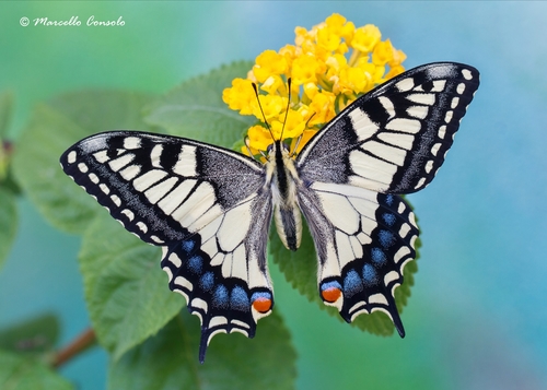 Old World Swallowtail