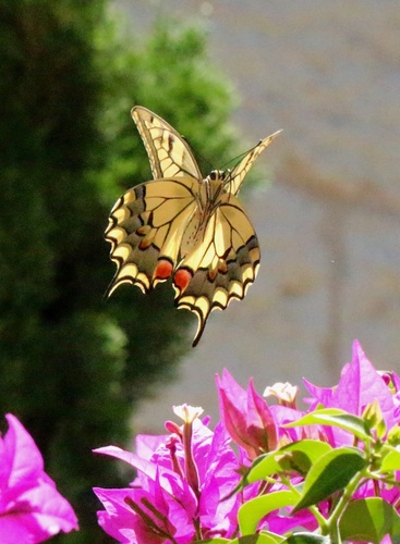 Old World Swallowtail