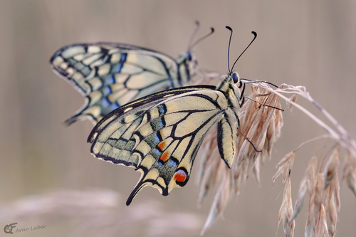 Old World Swallowtail