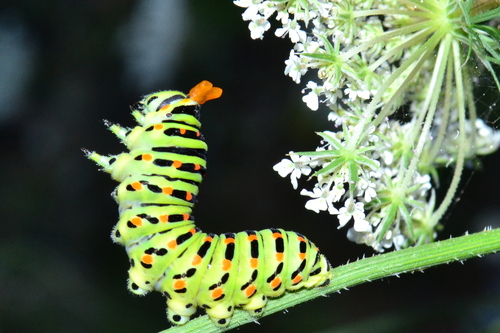 Old World Swallowtail