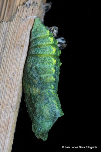 Old World Swallowtail