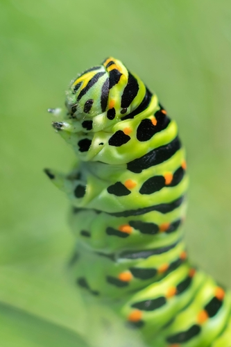 Old World Swallowtail