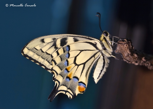 Old World Swallowtail