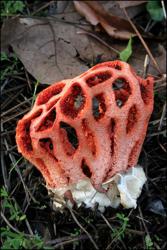 red-cage fungus