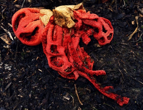 red-cage fungus