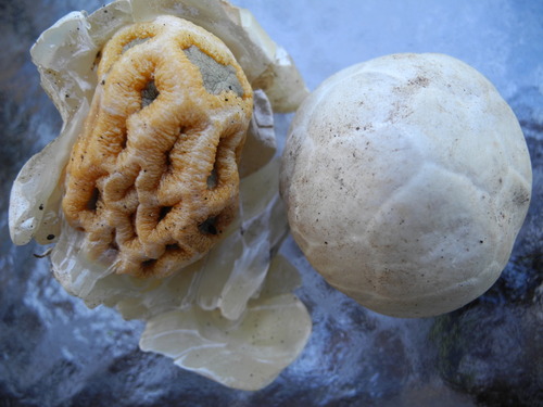 red-cage fungus
