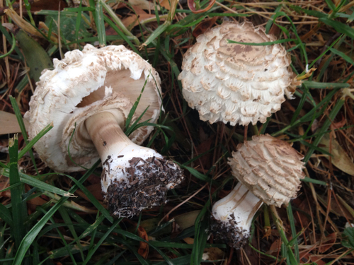 Shaggy Parasol