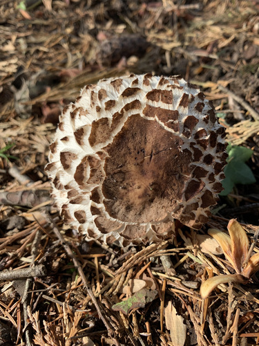 Shaggy Parasol