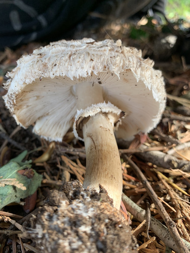 Shaggy Parasol