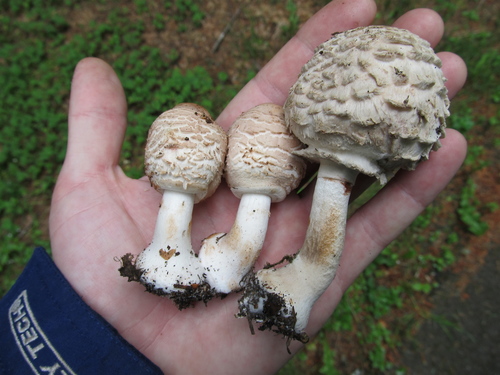 Shaggy Parasol