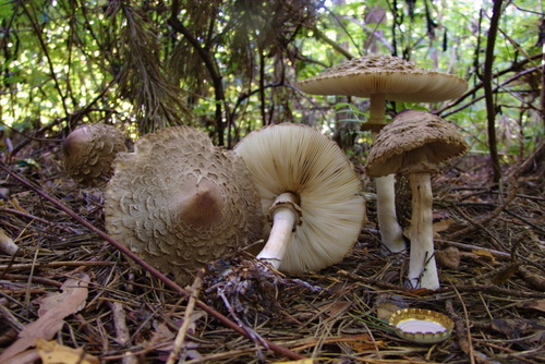Shaggy Parasol