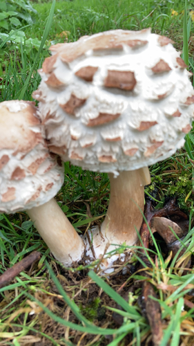 Shaggy Parasol