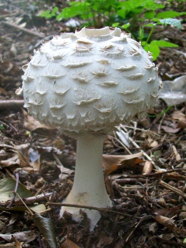 Shaggy Parasol
