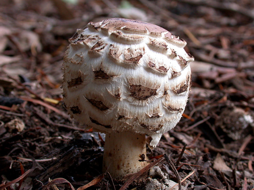 Shaggy Parasol