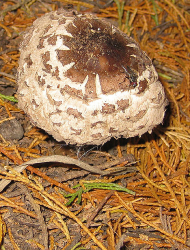Shaggy Parasol