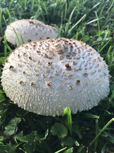Chlorophyllum