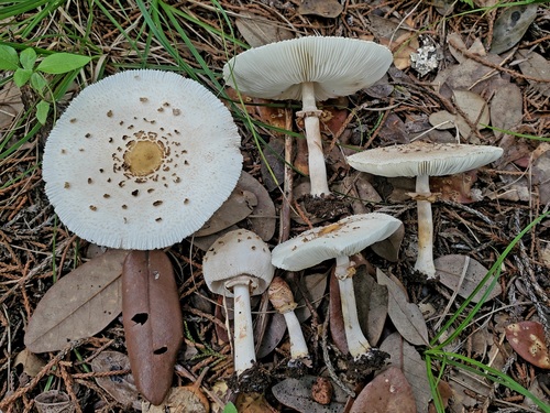 Chlorophyllum
