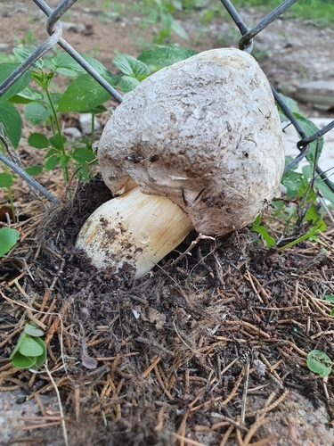 Chlorophyllum