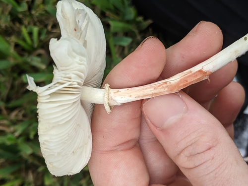 Chlorophyllum