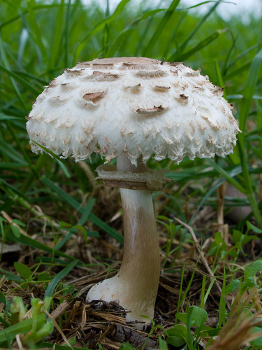 Chlorophyllum