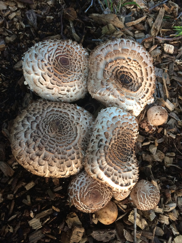 Chlorophyllum