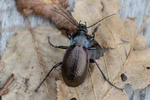 Bronze Ground Beetle