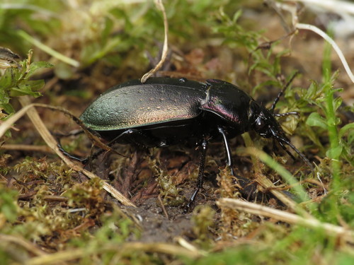Bronze Ground Beetle