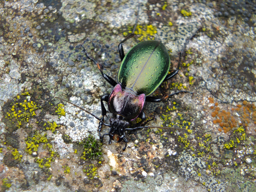 Bronze Ground Beetle