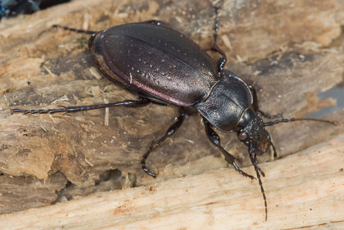 Bronze Ground Beetle