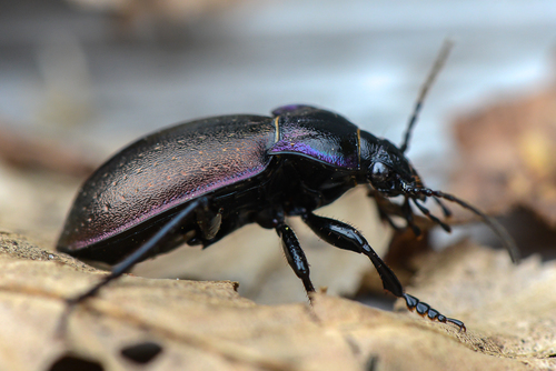 Bronze Ground Beetle