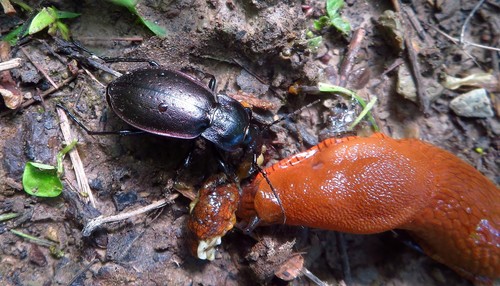 Bronze Ground Beetle
