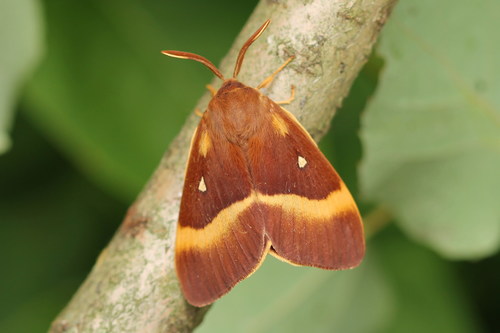 Oak Eggar