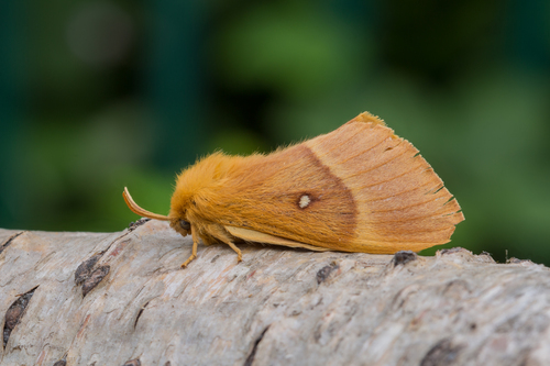 Oak Eggar