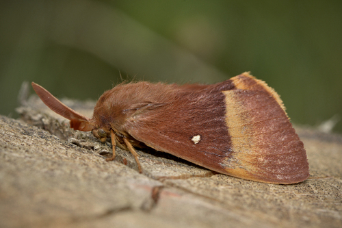 Oak Eggar