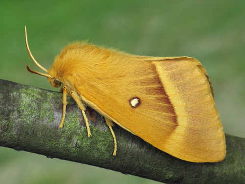 Oak Eggar
