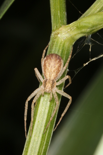 Running Crab Spiders