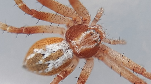 Running Crab Spiders