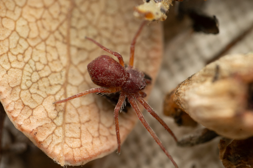 Running Crab Spiders