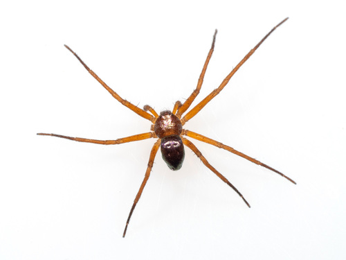 Running Crab Spiders