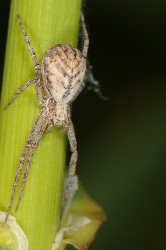 Running Crab Spiders
